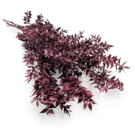ruskus-stabilizowany-ruscus-wisniowy