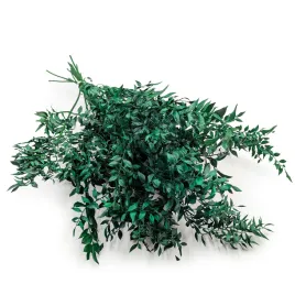 ruskus-suszony-ruscus-zielony