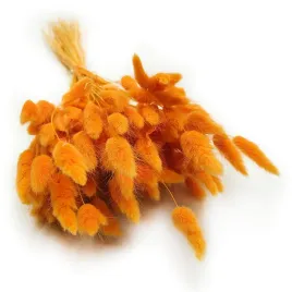 suszony-lagurus-dmuszek-jajowaty-imbirowy
