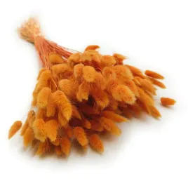 suszony-lagurus-dmuszek-jajowaty-pomaranczowy