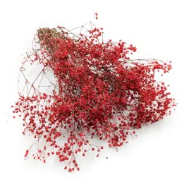 gipsowka-stabilizowana-gypsophila-pastelowy-czerwony