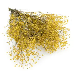 gipsowka-stabilizowana-gypsophila-pastelowy-zolty