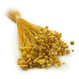 botao-amarelino-amarelinho-zolte