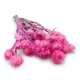 kaaps-flower-phaenocoma-prolifera-cape-strawflower-rozowy