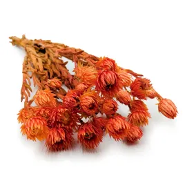 kaaps-flower-phaenocoma-prolifera-cape-strawflower-pomaranczowy