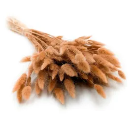 suszony-lagurus-dmuszek-jajowaty-orzech