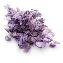miesiecznica-lunaria-suszona-lawendowa