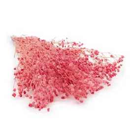 gipsowka-stabilizowana-cotton-gypsophila-malinowy-roz
