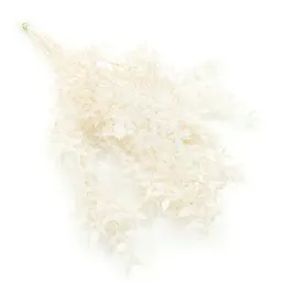 ruskus-stabilizowany-ruscus-bielony