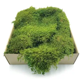 mech-plaski-szwecja-jasnozielony-naturalny-200g