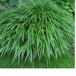 hakonechloa-smukla-hakonechloa-macra-greenhills-p13