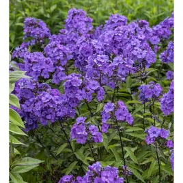floks-wiechowaty-phlox-paniculata-blue-paradise-p13