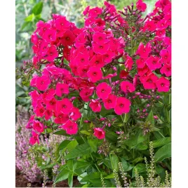 floks-wiechowaty-phlox-paniculata-red-riding-hood