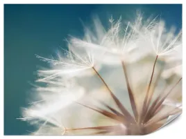 fototapeta-scienna-do-salonu-sypialni-dmuchawce-kwiaty-natura-3d-450x300