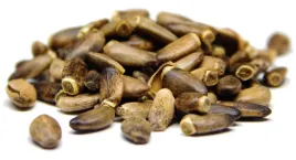 ostropest-plamisty-ziarno-500g