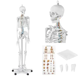 model-anatomiczny-szkieletu-czlowieka-176-cm-plakat-anatomiczny