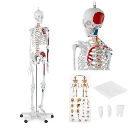 model-anatomiczny-ludzkiego-szkieletu-180-cm-plakat-anatomiczny