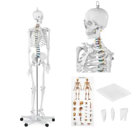 model-anatomiczny-szkieletu-czlowieka-176-cm-plakat-anatomiczny