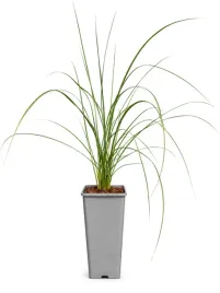 ostnica-olbrzymia-stipa-gigantea-c2