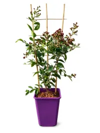 lagerstremia-indyjska-red-kratka-6l