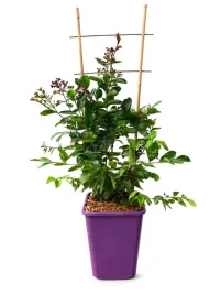 lagerstremia-indyjska-red-imperator-kratka-6l