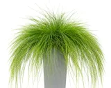 kostrzewa-walberla-c2-producent-inna