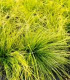 kostrzewa-walberla-c2-producent-inna