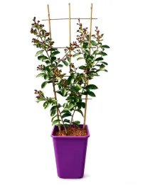 lagerstremia-indyjska-petite-red-kratka-6l