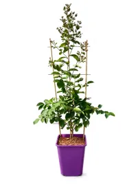 lagerstremia-indyjska-berlingot-menthe-kratka-6l