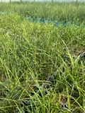 miskant-chinski-strictus-dwarf-c2-producent-inna