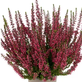 wrzos-pospolity-calluna-vulgaris-martina