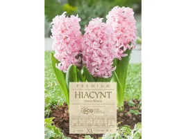 hiacynt-rozowy-anna-marie-cebule-hiacyntow-3szt