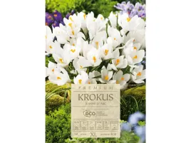 krokus-jeanne-d-arc-snieznobialy-cebulki-10-sztuk-zestaw