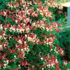 wiciokrzew-heckrotta-lonicera-x-heckrottii-american-beauty