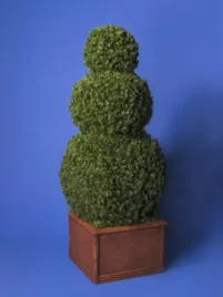 thuja-trzy-kule-ozb01