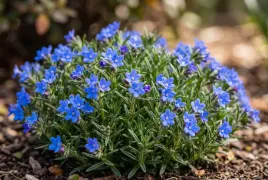 lithodora-heavenly-blue-niebieska-zimozielona-bylina-okrywowa-sadzonka