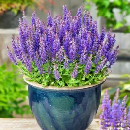 szalwia-rianne-purple-fioletowa-bylina-wieloletnia-sadzonka-do-ogrodu