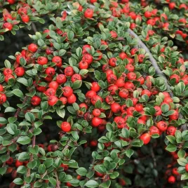 irga-pozioma-czerwona-plozaca-zimozielona-gesta-sadzonka-p9-10-sztuk