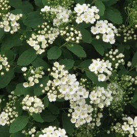 tawula-van-houtte-a-biala-kaskada-zywoplot-gesta-odporna-sadzonka-p9