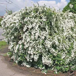 tawula-van-houtte-a-snieznobiala-kaskadowy-krzew-na-zywoplot-sadzonka-p9