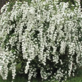 tawula-van-houtte-a-biala-fontanna-kwiatow-odporna-sadzonka-p9