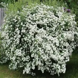 tawula-van-houtte-a-biala-kaskada-zywoplot-gesta-odporna-sadzonka-p9
