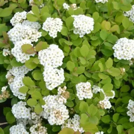 tawula-nipponska-snowmound-biala-sniezna-gesta-odporna-sadzonka-p9
