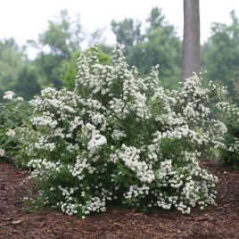 tawula-nipponska-snowmound-biala-sniezna-gesta-odporna-sadzonka-p9