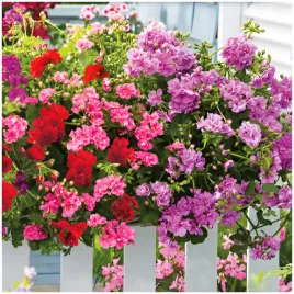 pelargonia-bluszczolistna-speedy-mix-10-nasion