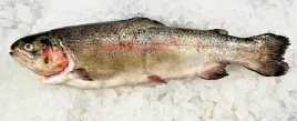 pstrag-teczowy-patroszony-swiezy-1kg