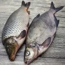 karp-tusza-swieza-1-5k