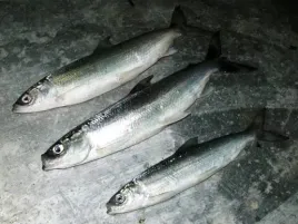 sielawa-patroszona-swieza-1-kg