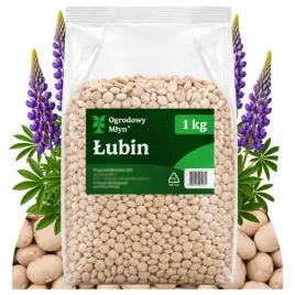 poplon-lubin-waskolistny-slodki-roslina-miododajna-c-1-nasiona-ziarno-1kg