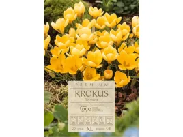 krokus-zolty-romance-cebule-20-szt-zestaw-kwiaty-do-ogrodu